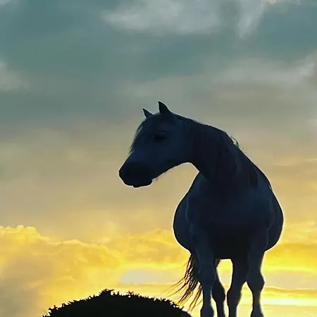 Little Tara, バリーコニーリー